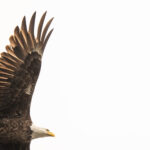 Trump Cracks Down on Bird Deaths, but Only From Wind Turbines