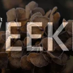Microsoft Weekly: Windows 11 25H2 release is close and Microsoft denies SSD issues