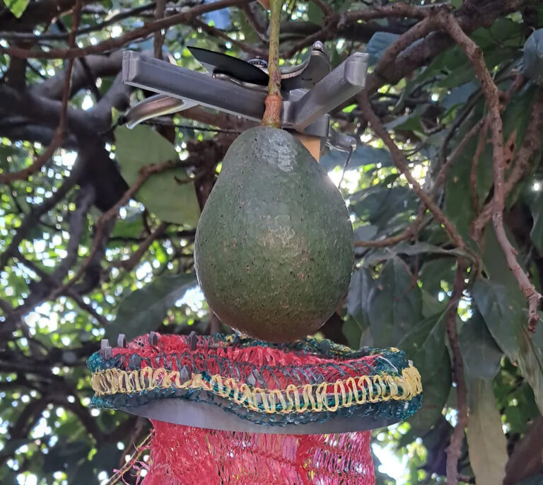 Avocado Harvester is A Cut Above