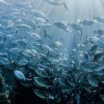Momentum builds towards marine biodiversity treaty, as experts convene in New York