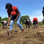 From crisis to cultivation: Haiti’s farmers build resilience one seed at a time