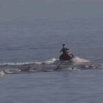 PWC Rider Plows Through a Pod of Dolphins in Australia, Could Face $100,000 Fine or Prison