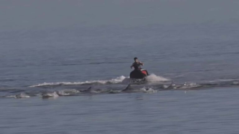 PWC Rider Plows Through a Pod of Dolphins in Australia, Could Face $100,000 Fine or Prison