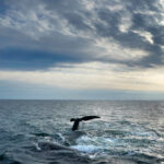 Hard-Fought Treaty to Protect Ocean Life Clears a Final Hurdle