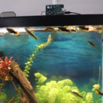 Automatic Feeder Keeps Fish Sated