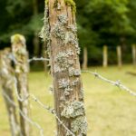 What Kind Of Staple Gun Is Best For Fencing? What To Know Before You Buy