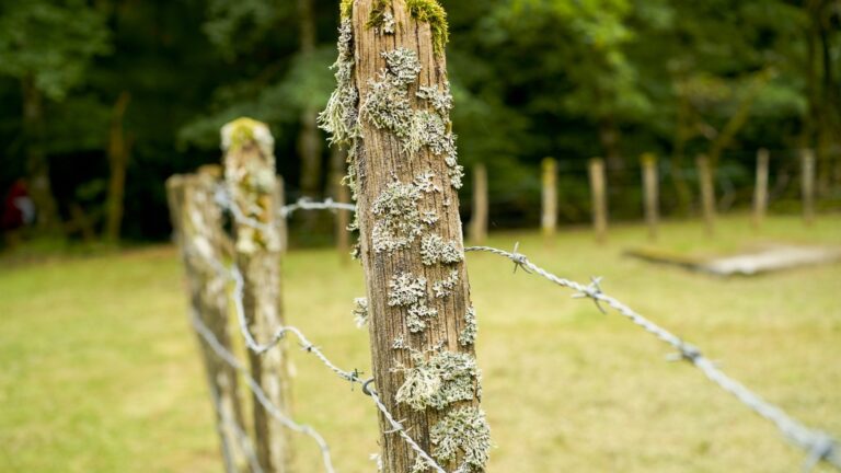 What Kind Of Staple Gun Is Best For Fencing? What To Know Before You Buy