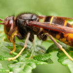 Scientists Have A New, High-Tech Weapon In The Battle Against Invasive Asian Hornets