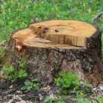 What You Need To Know Before Pulling A Tree Stump With Your Truck