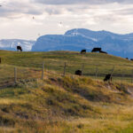 Republicans in Congress Show Signs of Angst Over Trump’s Trade War