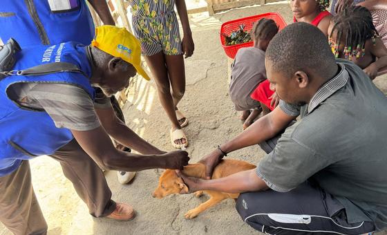 Haiti battles rabies with vaccines and vigilance