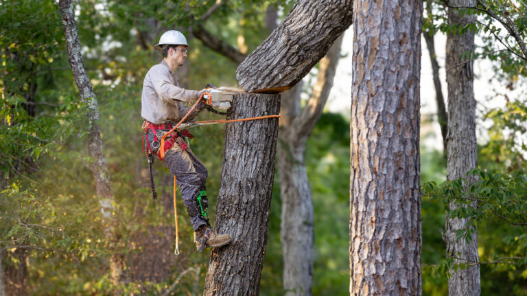 What's The Most Powerful Modern Chainsaw Ever Made And How Many CC Does It Have?