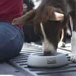 Pet-Proof Your Car With These 13 Amazon Finds With Great User Reviews