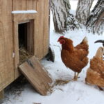 What Types Of Chicken Coop Heaters Are Safest, According To Users?