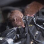 Why Rats Love Chewing On Car Wires (And How To Protect Your Ride From Damage)