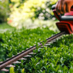 Can You Use Your Chainsaw As A Hedge Trimmer?