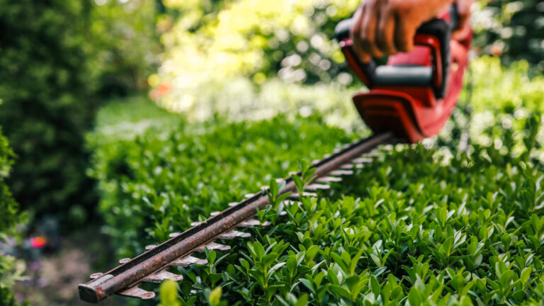 Can You Use Your Chainsaw As A Hedge Trimmer?