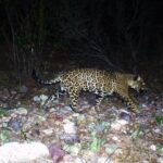 How El Jefe, the Lone Arizona Jaguar Who Captivated a Nation in 2016, Became a 'Rock Star'